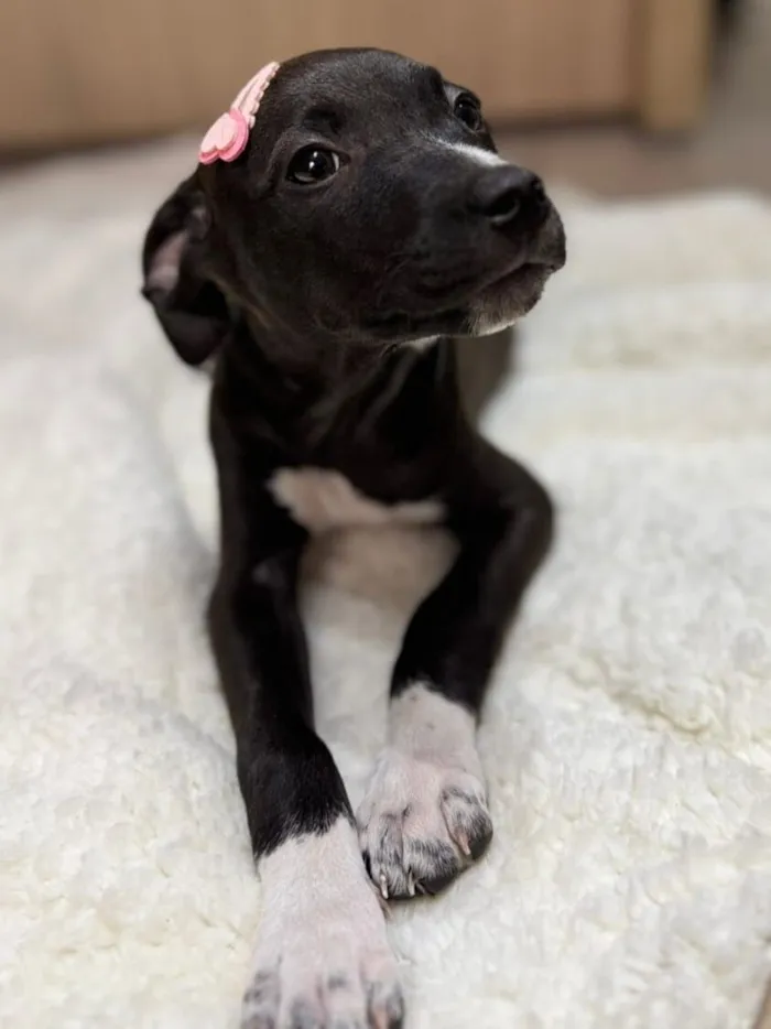 Cachorro raça SRD-ViraLata idade 2 a 6 meses nome Gwen