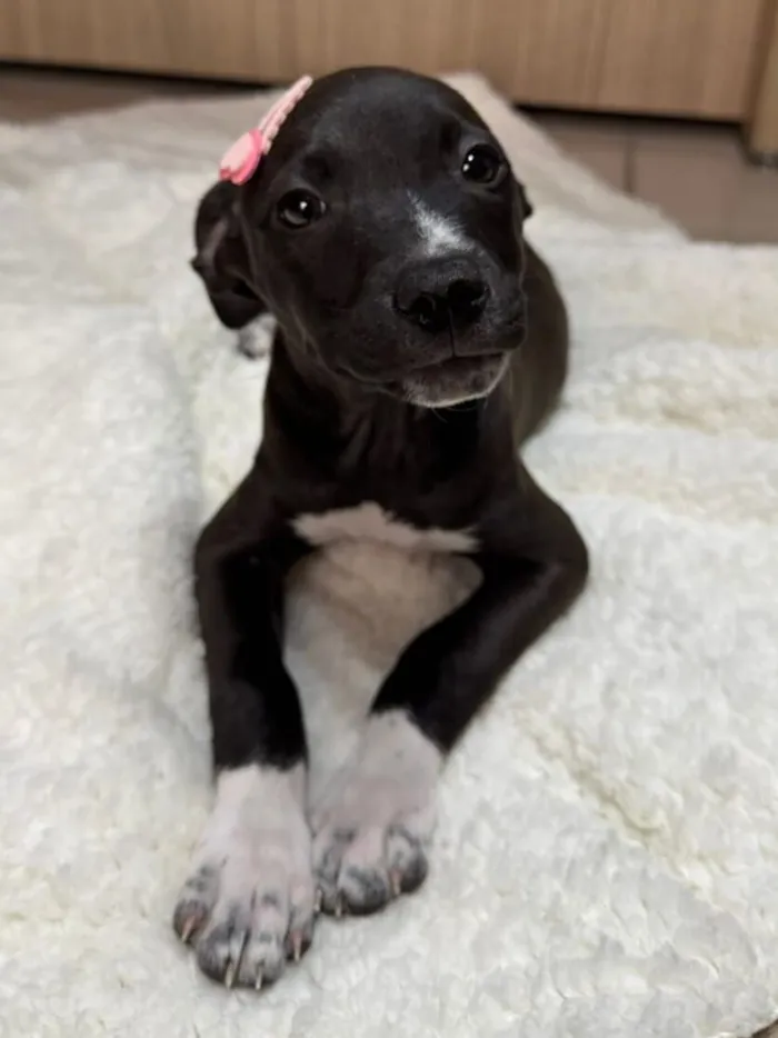 Cachorro raça SRD-ViraLata idade 2 a 6 meses nome Gwen