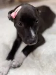 Gwen