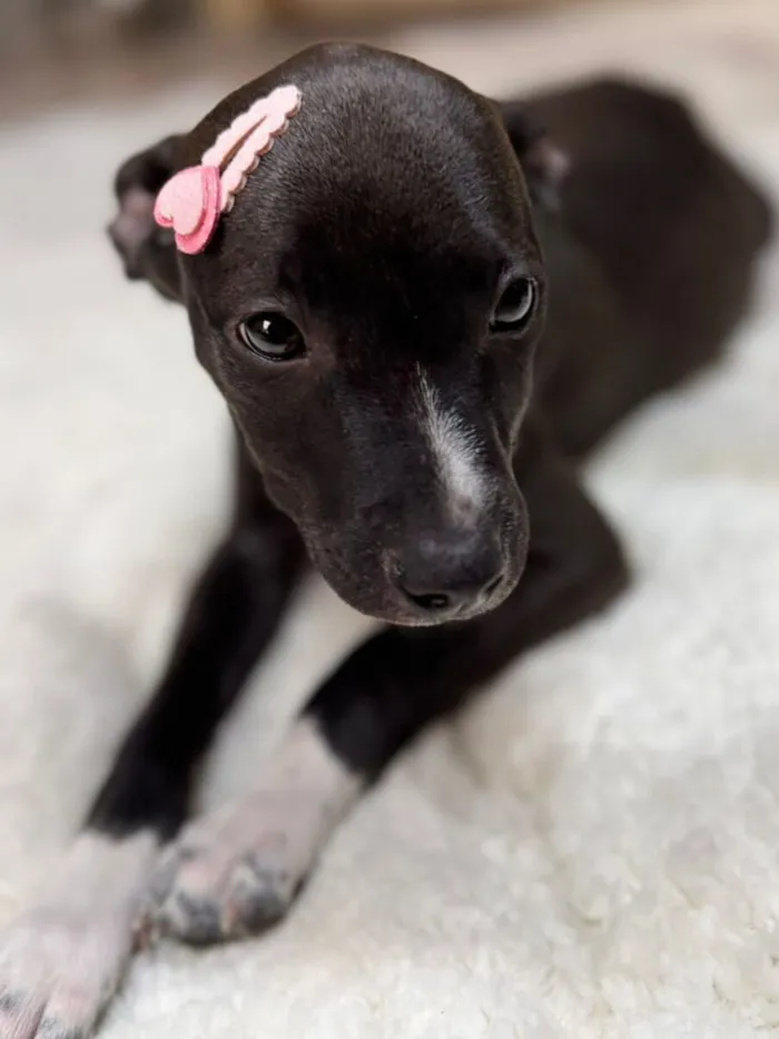 Cachorro raça SRD-ViraLata idade 2 a 6 meses nome Gwen