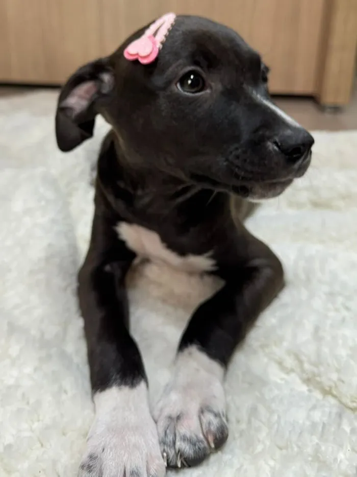 Cachorro raça SRD-ViraLata idade 2 a 6 meses nome Gwen