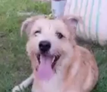 Cachorro raça Shitzu idade 1 ano nome Pluto