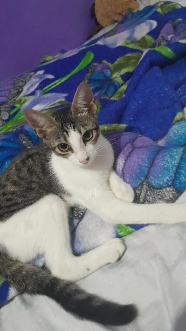 Gato raça SRD-ViraLata idade 2 a 6 meses nome juditi