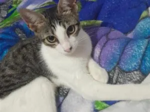 Gato raça SRD-ViraLata idade 2 a 6 meses nome juditi