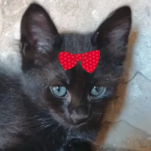 Gato raça  idade 2 a 6 meses nome Ágata 