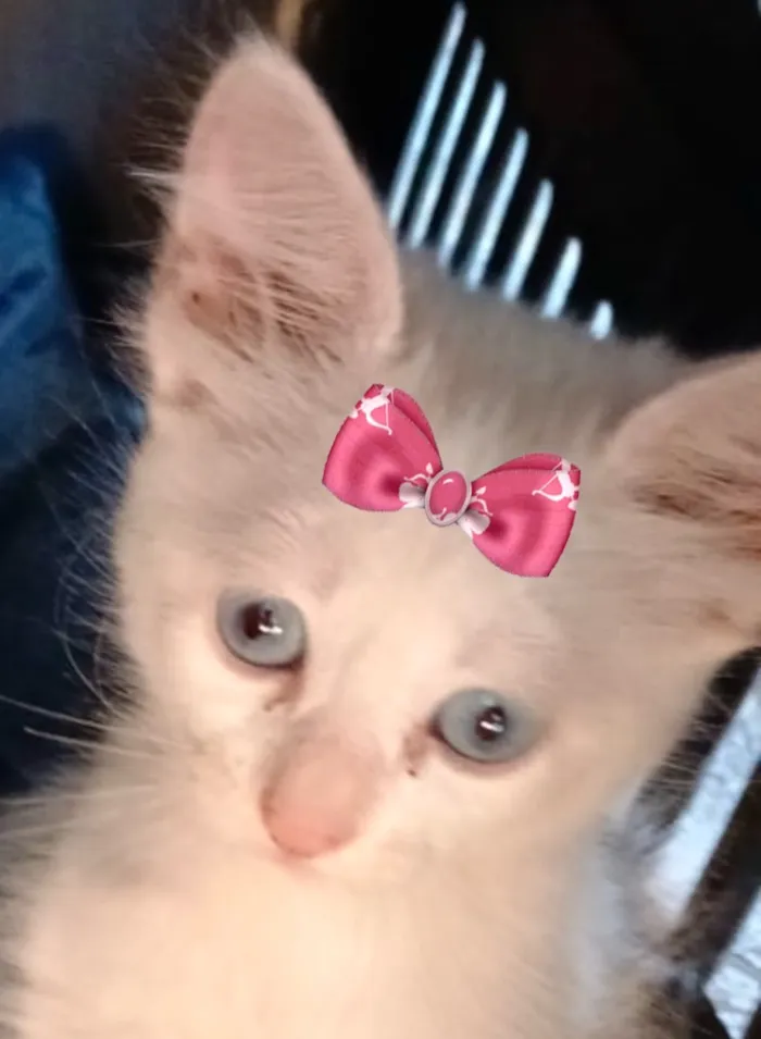 Gato raça SRD-ViraLata idade 2 a 6 meses nome Aisha