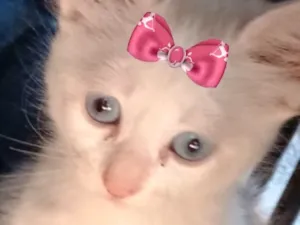 Gato raça SRD-ViraLata idade 2 a 6 meses nome Aisha