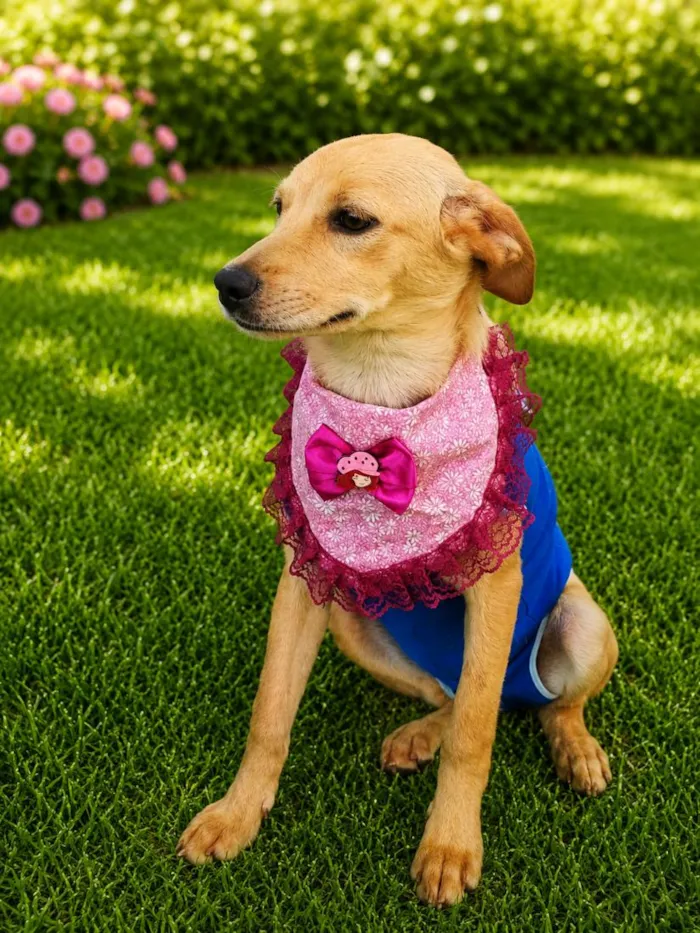 Cachorro raça SRD-ViraLata idade 2 a 6 meses nome Karen