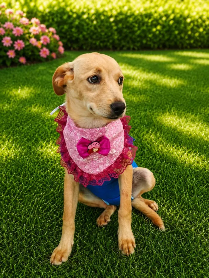 Cachorro raça SRD-ViraLata idade 2 a 6 meses nome Karen