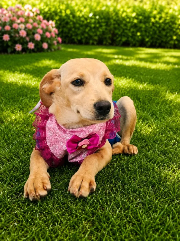 Cachorro raça SRD-ViraLata idade 2 a 6 meses nome Karen