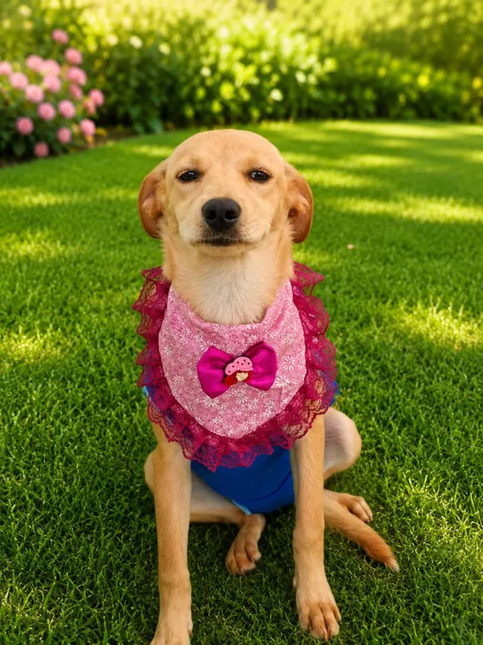 Cachorro raça SRD-ViraLata idade 2 a 6 meses nome Karen
