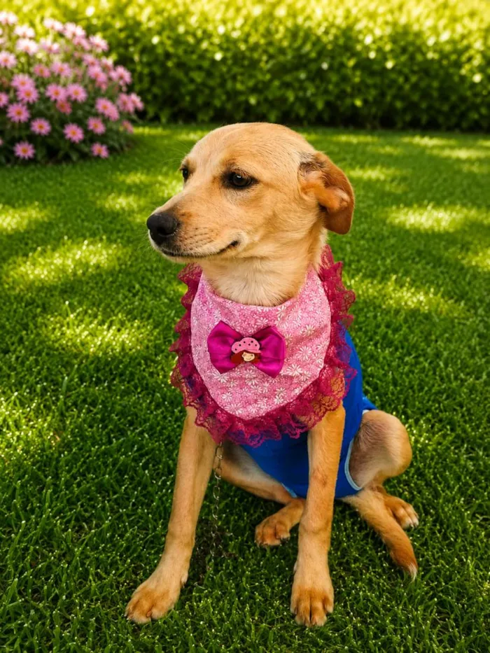 Cachorro raça SRD-ViraLata idade 2 a 6 meses nome Karen