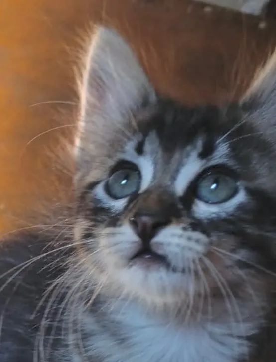 Gato raça SRD-ViraLata idade 2 a 6 meses nome Akira