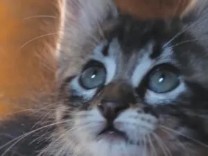 Gato raça SRD-ViraLata idade 2 a 6 meses nome Akira