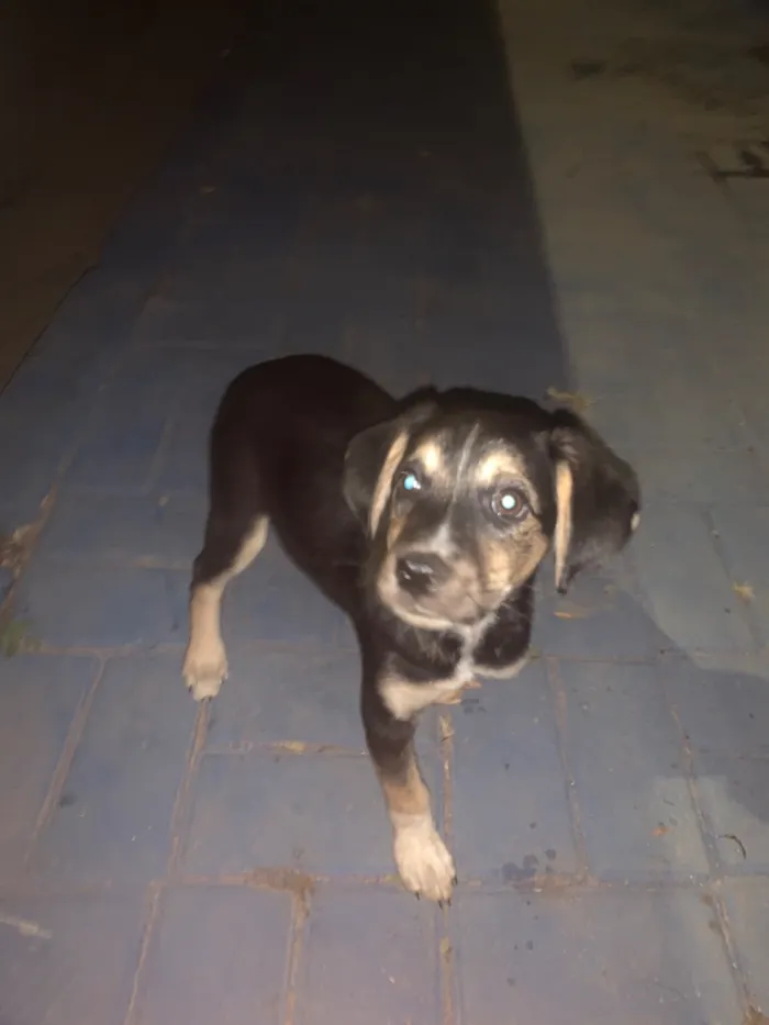 Cachorro raça SRD-ViraLata idade 2 a 6 meses nome Não sei 