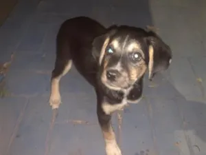 Cachorro raça SRD-ViraLata idade 2 a 6 meses nome Não sei 