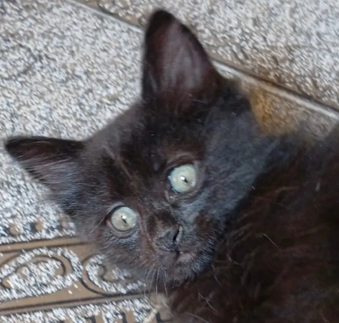 Gato raça SRD-ViraLata idade 2 a 6 meses nome Alok