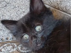 Gato raça SRD-ViraLata idade 2 a 6 meses nome Alok