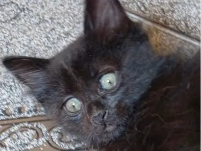 Gato raça SRD-ViraLata idade 2 a 6 meses nome Alok