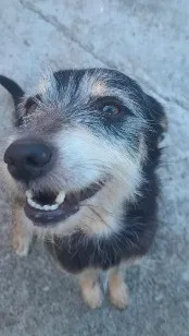 Cachorro raça SRD-ViraLata idade 6 ou mais anos nome Dinho