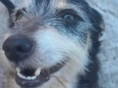 Cachorro raça SRD-ViraLata idade 6 ou mais anos nome Dinho