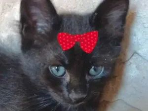 Gato raça  idade 2 a 6 meses nome Ágata 