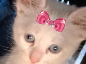 Gato raça SRD-ViraLata idade 2 a 6 meses nome Aisha