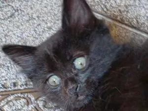Gato raça SRD-ViraLata idade 2 a 6 meses nome Alok