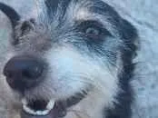 Cachorro raça SRD-ViraLata idade 6 ou mais anos nome Dinho
