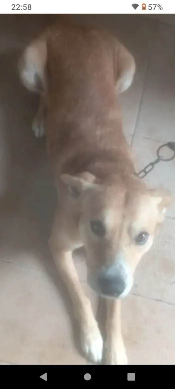 Cachorro raça SRD-ViraLata idade 5 anos nome betoven 