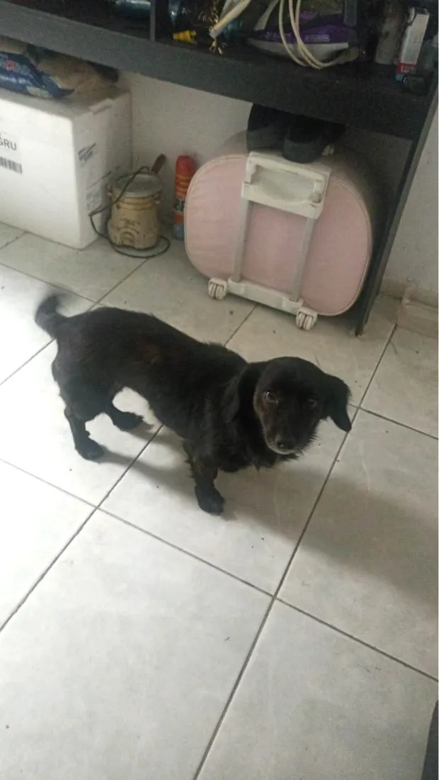 Cachorro raça SRD-ViraLata idade 5 anos nome Amora