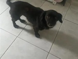 Cachorro raça SRD-ViraLata idade 5 anos nome Amora