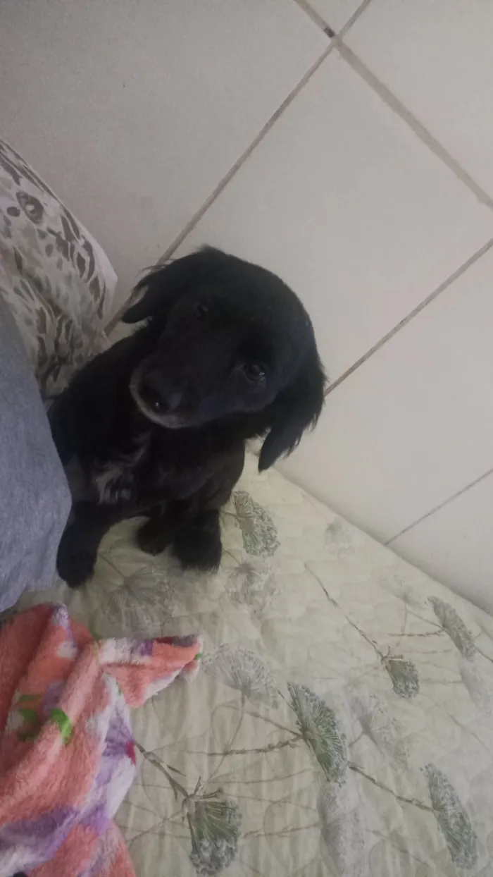 Cachorro raça SRD-ViraLata idade 5 anos nome Amora
