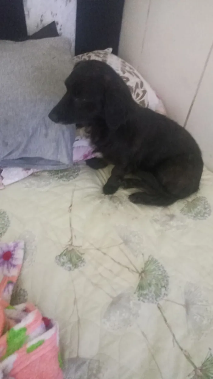 Cachorro raça SRD-ViraLata idade 5 anos nome Amora