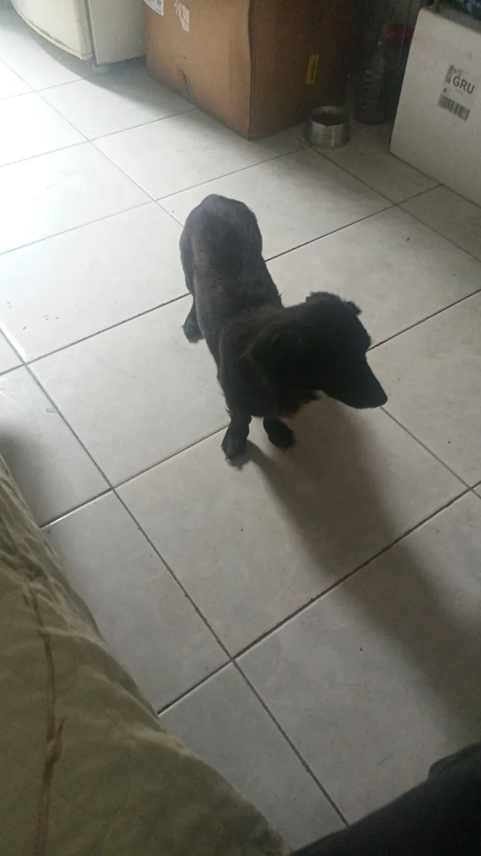 Cachorro raça SRD-ViraLata idade 5 anos nome Amora
