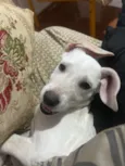 Brisa