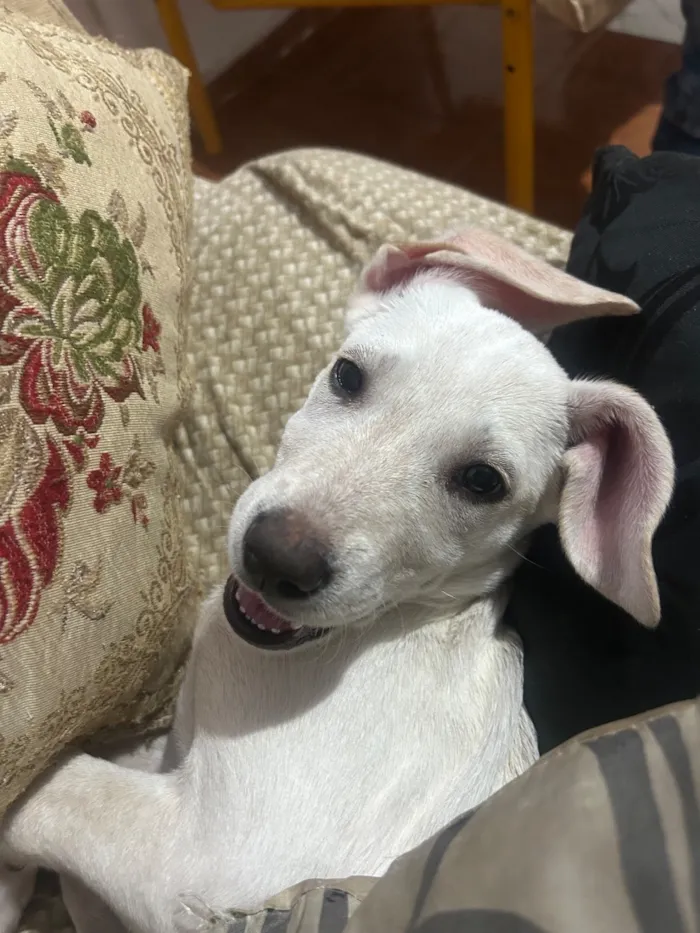 Cachorro raça SRD-ViraLata idade 2 a 6 meses nome Brisa