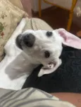 Brisa