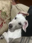 Brisa