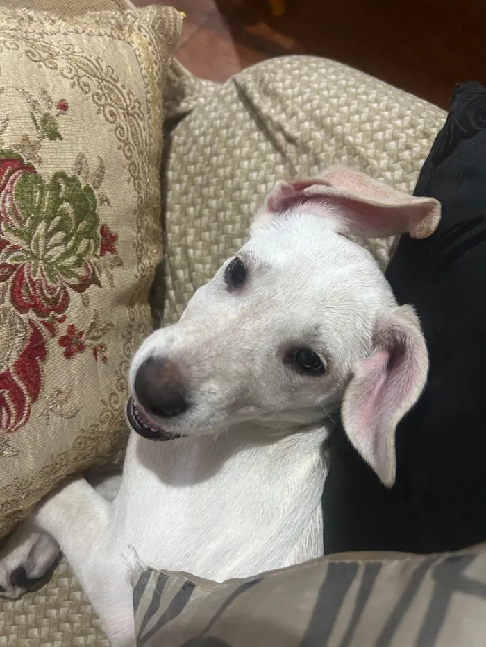 Cachorro raça SRD-ViraLata idade 2 a 6 meses nome Brisa