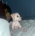 Brisa