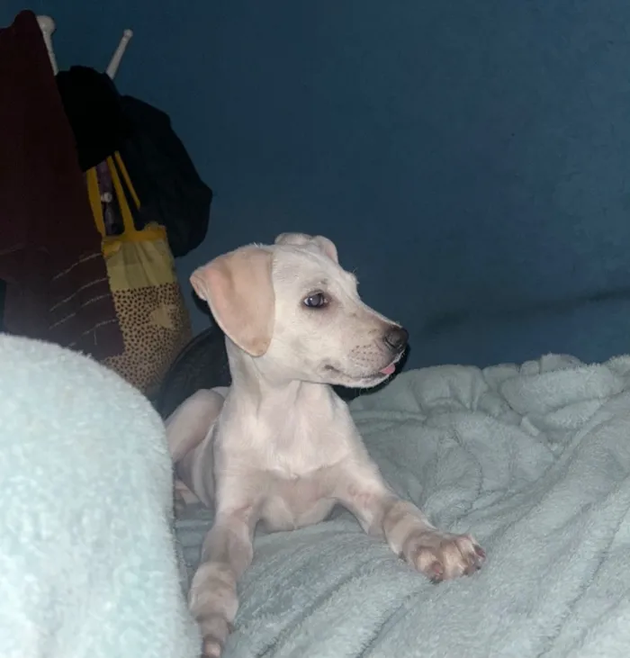 Cachorro raça SRD-ViraLata idade 2 a 6 meses nome Brisa