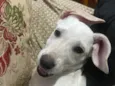 Brisa