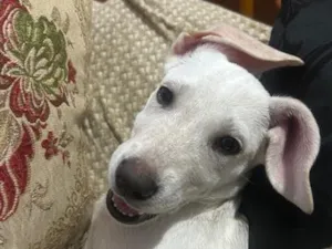 Cachorro raça SRD-ViraLata idade 2 a 6 meses nome Brisa