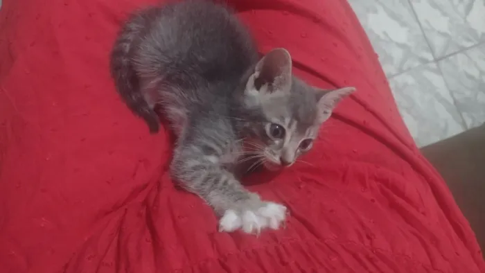 Gato raça SRD-ViraLata idade Abaixo de 2 meses nome sem nome 