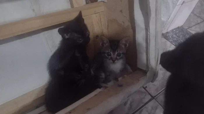 Gato raça SRD-ViraLata idade Abaixo de 2 meses nome sem nome 