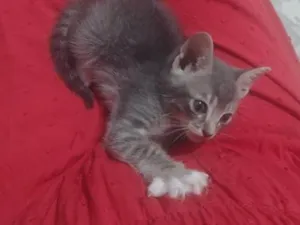 Gato raça SRD-ViraLata idade Abaixo de 2 meses nome sem nome 