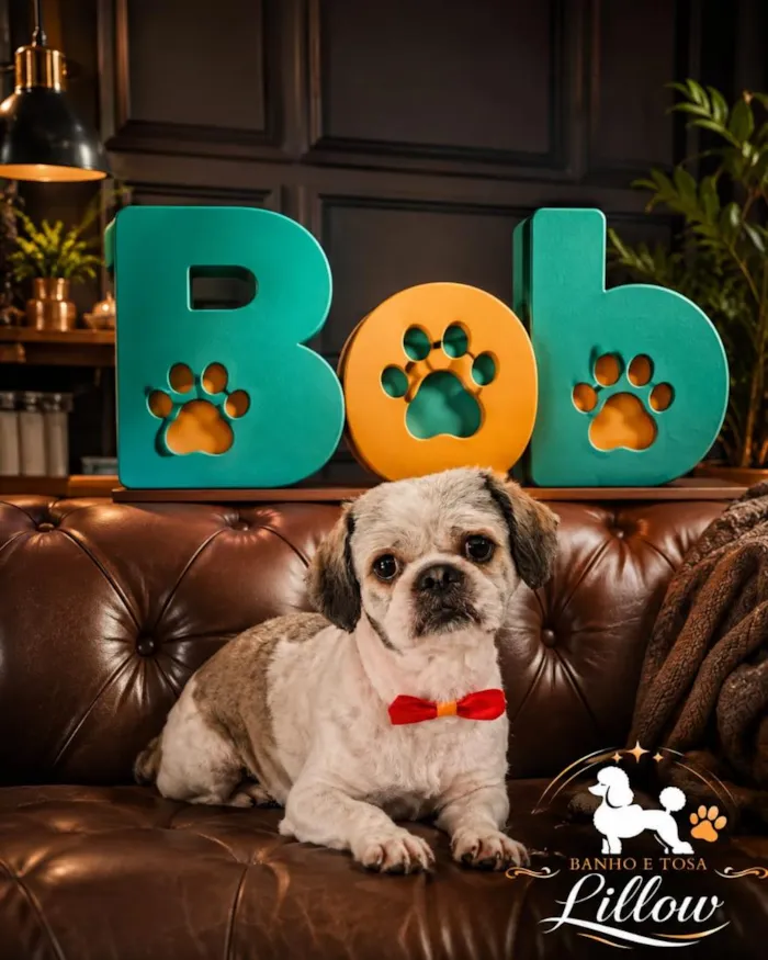 Cachorro raça Shitzu idade 1 ano nome Bob