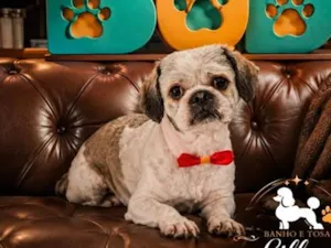 Cachorro raça Shitzu idade 1 ano nome Bob