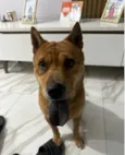 Dora
